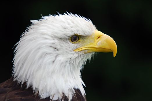 Portrait of a majestic American Bald Eagle bird of pray