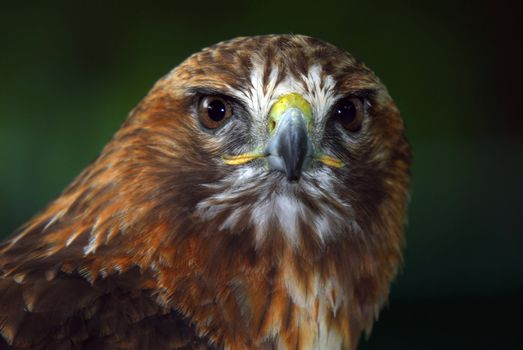 Close up portrait of a wild red tailed hawk