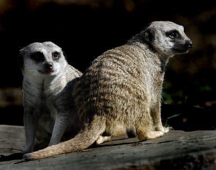 Close up portrait of two meerkats