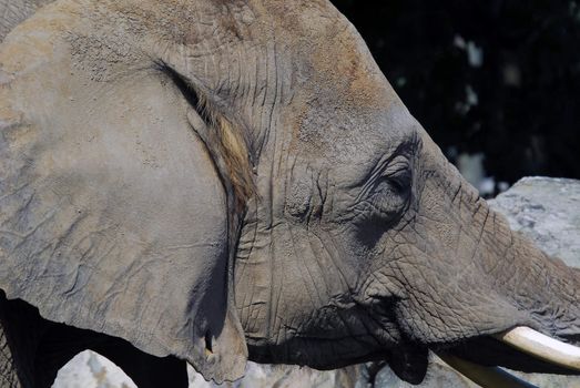 Close-up portrait of a big African elephant