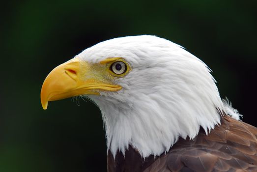 Portrait of a majestic American Bald Eagle bird of pray