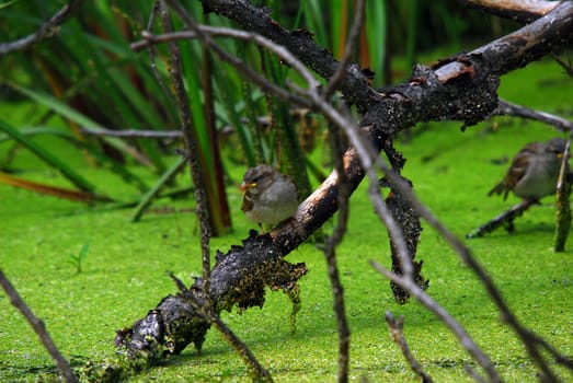 Picture of a small bird on a branch over a pond