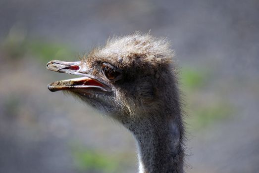 Close up portrait of an Ostrich head