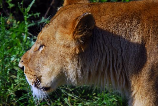 Close up portrait of a female lion