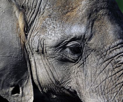 Close-up portrait of a big African elephant