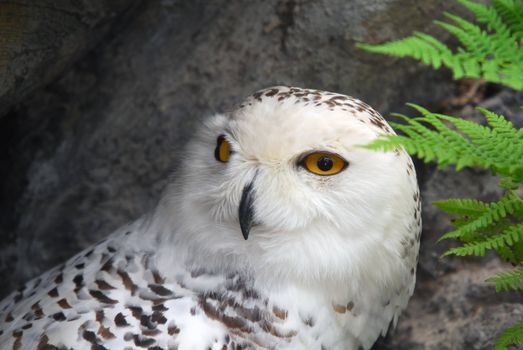 Close-up picture of a great snow owl bird