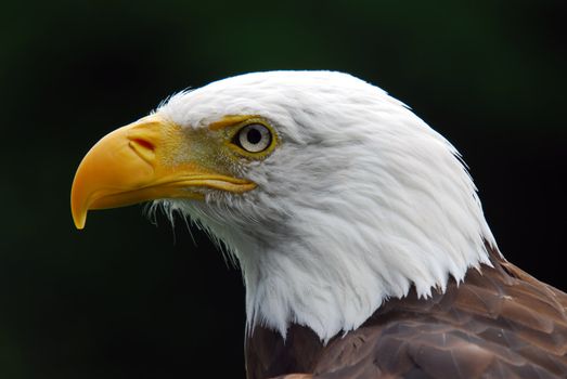 Portrait of a majestic American Bald Eagle bird of pray