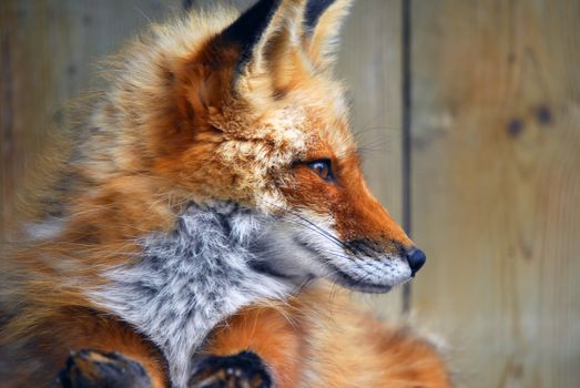 Close-up profile portrait of Red Fox