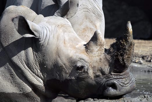 Picture of a White rhinoceros in the mud