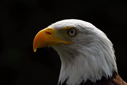 Portrait of a majestic American Bald Eagle bird of pray