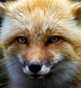 Close-up picture of a wild Red Fox 