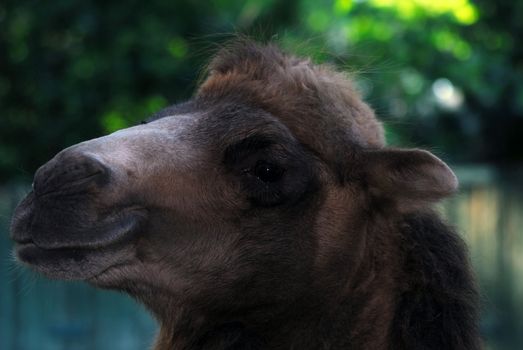 Close up portrait of a camel