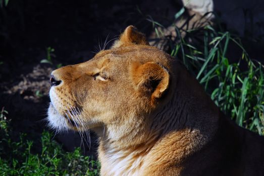 Close up portrait of a female lion