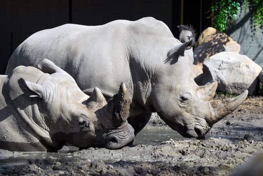 Picture of two White rhinoceros in the mud