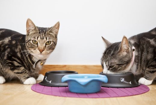 Close up of Cats eating