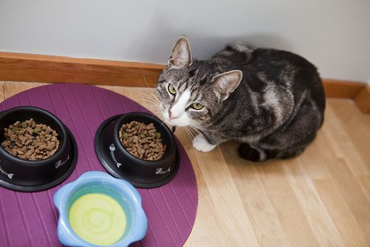 Cat with food from above