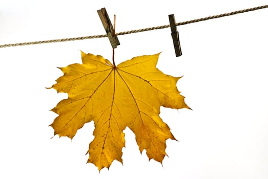 leaves on autumn isolated on white