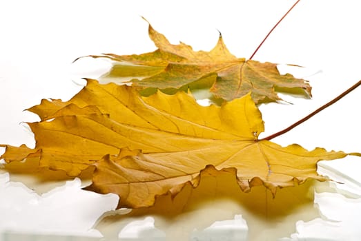  yellow leaves on autumn isolated