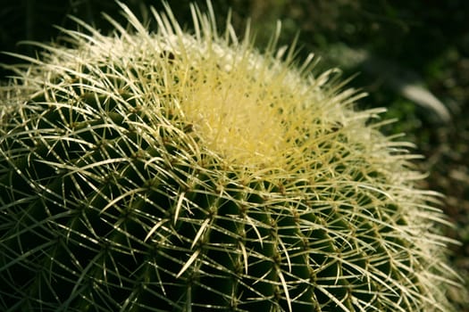 close up of a very sharp and beautiful green cactus
