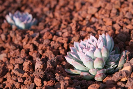 two small succulent cactus plants