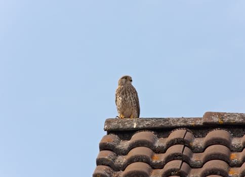 This image shows a portrait from a kestrel