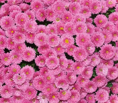pink chrysanthemum flowers in full bloom in autumn