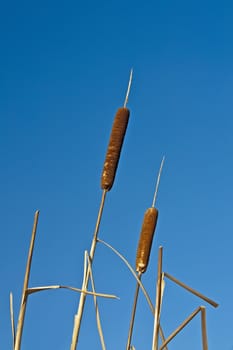 This image shows a reed mace with sky