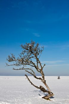 This image shows a death tree in winter
