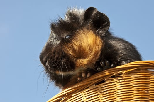 This image shows a portrait from a guinea pig