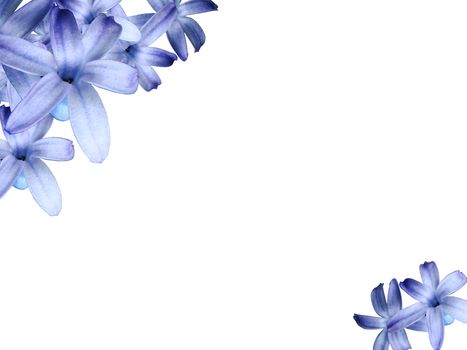 White greeting card background with blue hyacinth flowers.