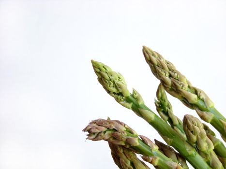 Bunch of asparagus isolated on white background