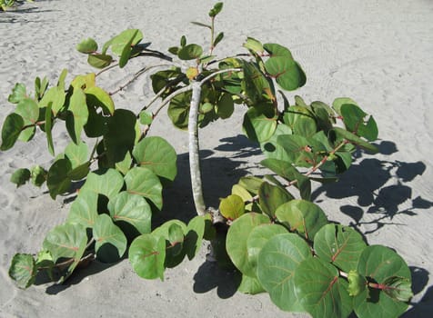 green plant growing in the sand