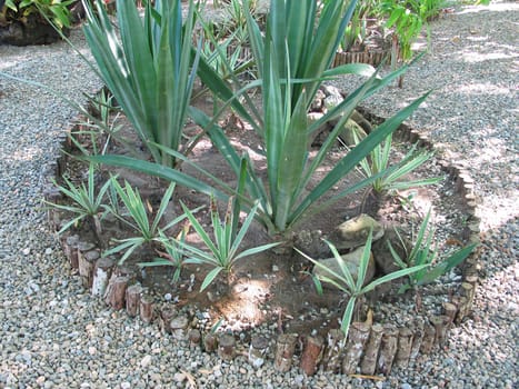 desert green plants