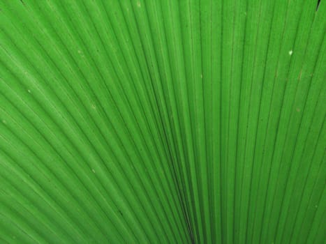 large green leaves