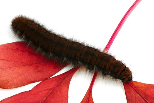  Shaggy caterpillar on red autumn leaf. A close up.