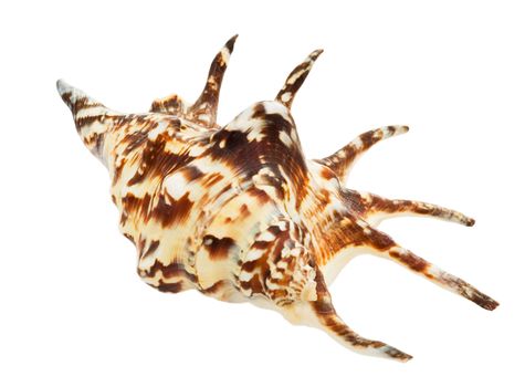 Brownish sea cockle-shell on a white background