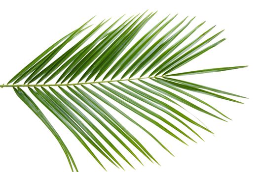 Green palm tree leaf isolated on white background