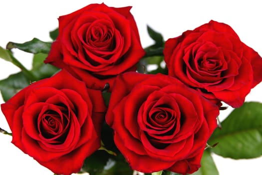 Bouquet of red fresh roses on white background