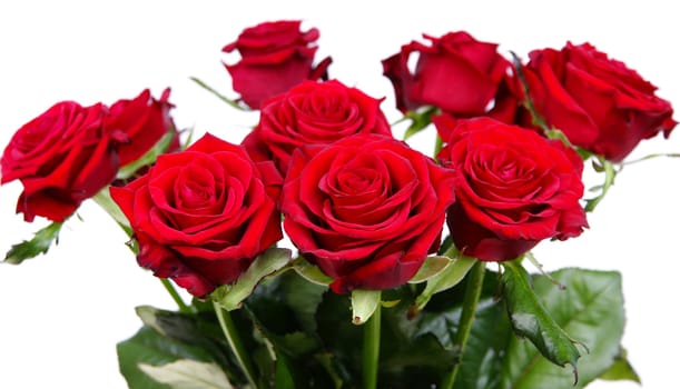 Bouquet of red fresh roses on white background