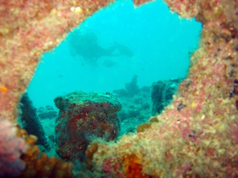 Coral Viewpoint focusing on a diver