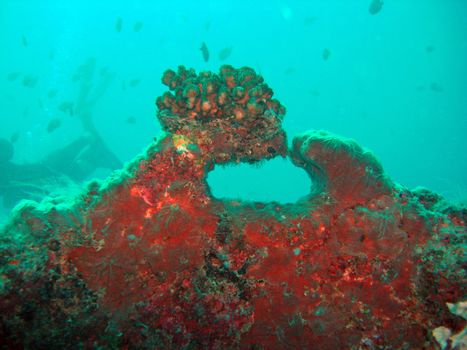 Coral Growth creating a circle