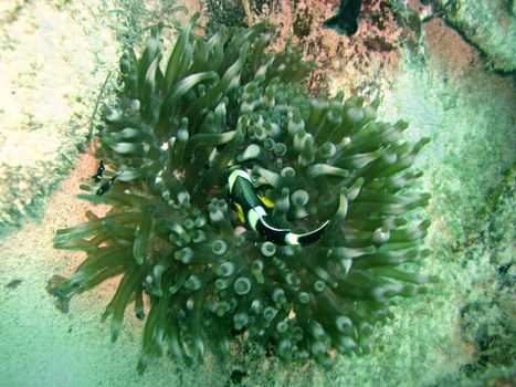 Dominoes and Anemone fish