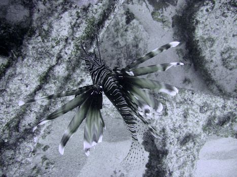 Lionfish / Devil firefish