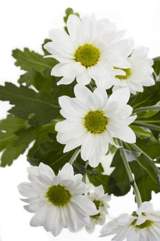 detail of white chrysanthemum blossom on white background