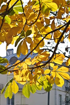 leaves on autumn in town
