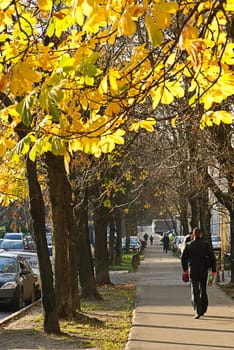 leaves on autumn in town
