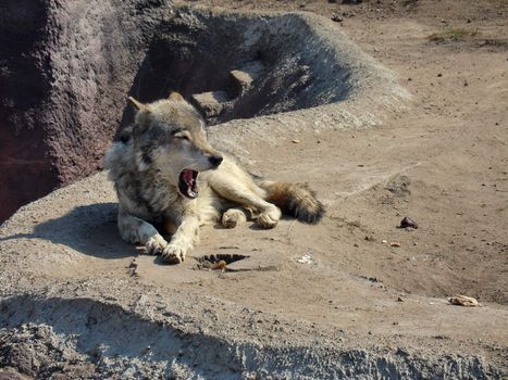 Yawing gray wolf at the Moscow zoo