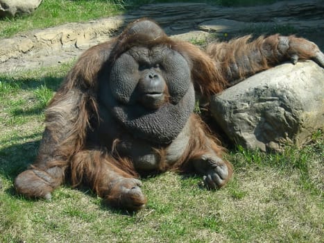Strong orangutan sits at the Moscow zoo