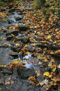 A stream shot during fall, sprinkled with leaves.