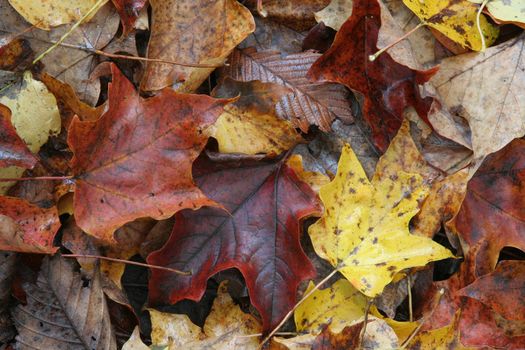A closeup of three colorful maple leaves on the forest floor in Fall.